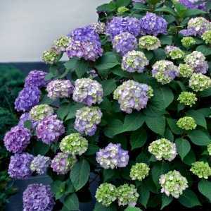 Hydrangea Macrophylla Endless Summer Bloomstar