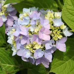 Hydrangea Macrophylla Endless Summer The Original Blue