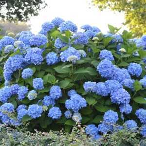 Hydrangea Macrophylla Endless Summer The Original Blue