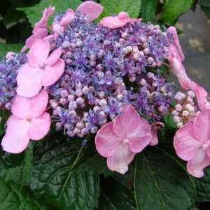 Hydrangea Macrophylla Endless Summer Twist and Shout