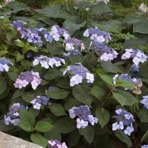 Hydrangea Macrophylla Endless Summer Twist and Shout