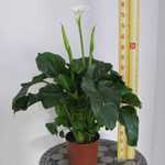 Zantedeschia aethiopica (Arum lily) 2-3Ltr