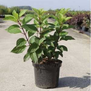 Hydrangea Paniculata Candlelight