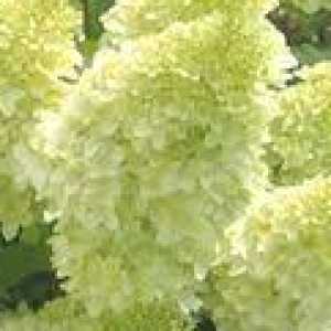 Hydrangea Paniculata Candlelight