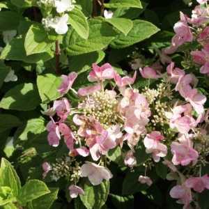 Hydrangea Paniculata Darts Little Dot