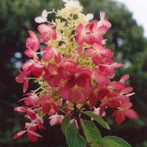 Hydrangea Paniculata Early Sensation