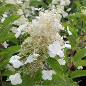 Hydrangea Paniculata Kyushu