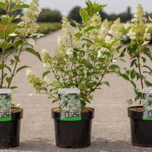 Hydrangea Paniculata Kyushu