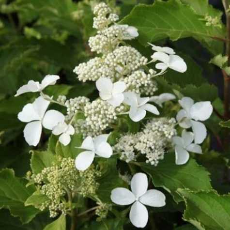 Hydrangea Paniculata Levana