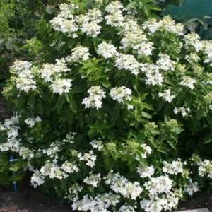 Hydrangea Paniculata Magical Starlight