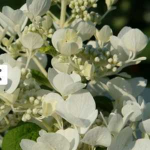 Hydrangea Paniculata White Diamonds