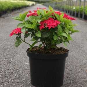 Hydrangea Paniculata Wims Red