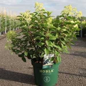Hydrangea Paniculata Bobo
