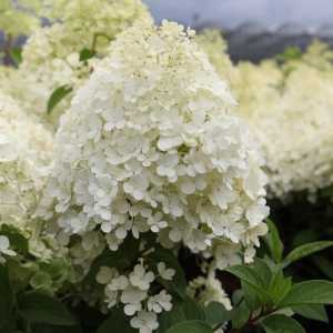 Hydrangea Paniculata Bobo