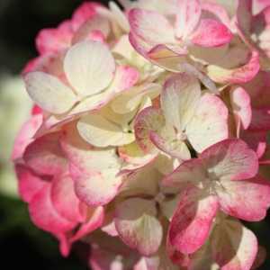 Hydrangea Paniculata Diamant Rouge Rendia