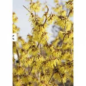 Hamamelis Int. Arnold Promise (Witch Hazel)