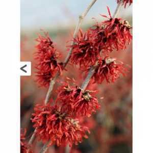 Hamamelis Intermedia Diane (Witch Hazel)