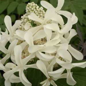 Hydrangea Paniculata Great Star