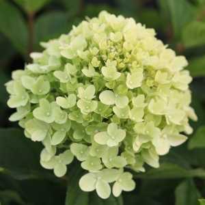 Hydrangea Paniculata Little Lime