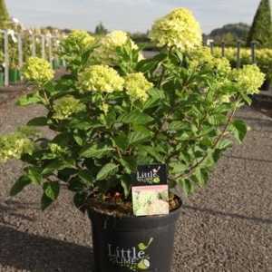 Hydrangea Paniculata Little Lime 'Jane'