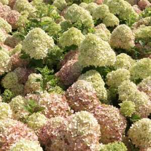 Hydrangea Paniculata Little Lime