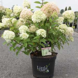 Hydrangea Paniculata Little Lime 'Jane'