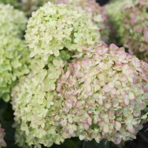 Hydrangea Paniculata Little Lime 'Jane'