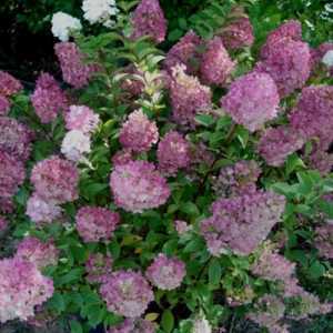 Hydrangea Paniculata Sundae Fraise