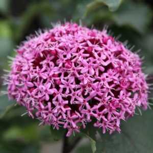 Clerodendrum Bungei Rose Glory