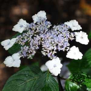 Hydrangea Serrata Intermedia (Acuminata)