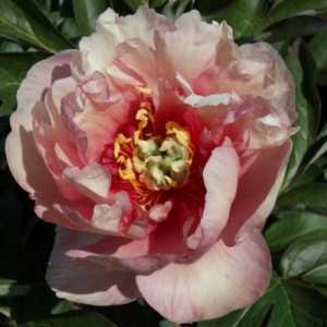 Peony (Paeonia) ITOH Intersectional Canary Brilliants