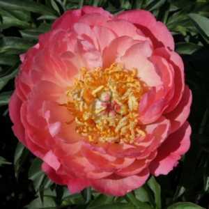 Peony (Paeonia) Lactiflora Coral Sunset