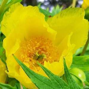 Peony (Paeonia) Lutea Ludlowii