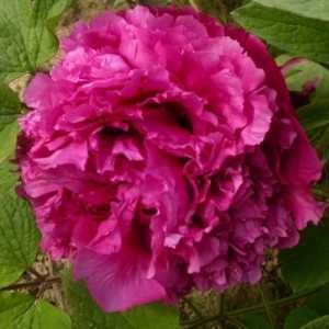 Peony (Paeonia) Suffruticosa Chinese Tree Peony Cang Zhi Hong