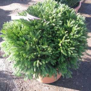 Cryptomeria Japonica Globosa Nana (Japanese Cedar)