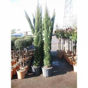 Cupressocyparis Sempervirens Stricta Italian Cypress 250cm 25ltr Pot