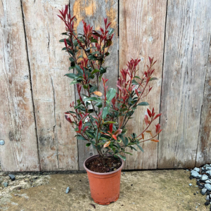 Photinia x Fraseri Red Robin Robusta Compacta Hedging