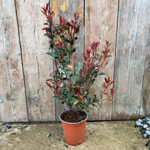 Photinia x Fraseri Red Robin Robusta Compacta Hedging 3ltr