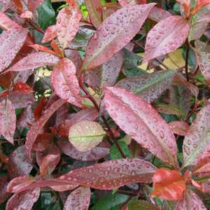 Photinia Fraseri Red Robin Robusta Compacta 1/4 Standard 10ltr