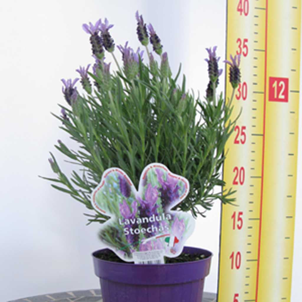 Lavandula Stoechas - French Lavender