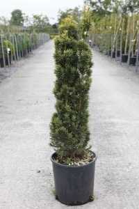 Taxus Baccata Fastigiata Aurea (Golden Irish Yew)