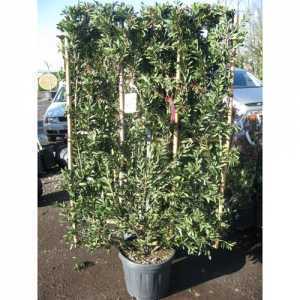 Callistemon Laevis (Bottlebrush)Hedging Frame 100cm x 160cm 30Ltr