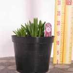 Liatris Spicata (Gayfeather) 3 Ltr