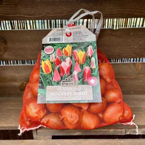 Tulip Bulbs Greigii Rockery Mixed 40 Per Pack