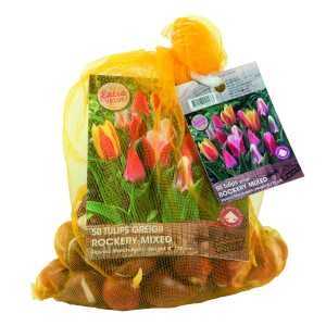 Tulip Bulbs Greigii Rockery Mixed 50 Per Pack
