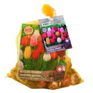 Tulip Bulbs Triumph Garden Mixed 50 per pack