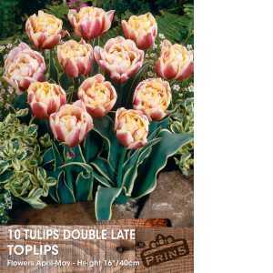 Tulip Bulbs Double Late Toplips 10 per pack
