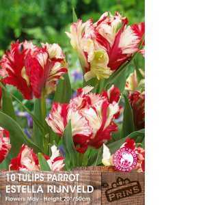 Tulip Bulbs Parrot Estella Rijnveld 10 per pack