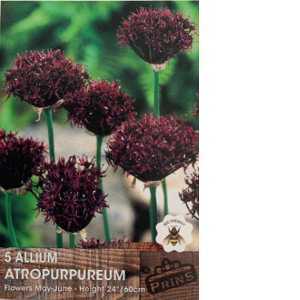 Allium Atropurpureum  Bulb 5 per pack