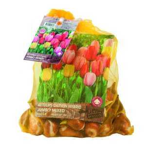 Tulip Bulbs Darwin Hybrid Jumbo Mixed 40 per pack